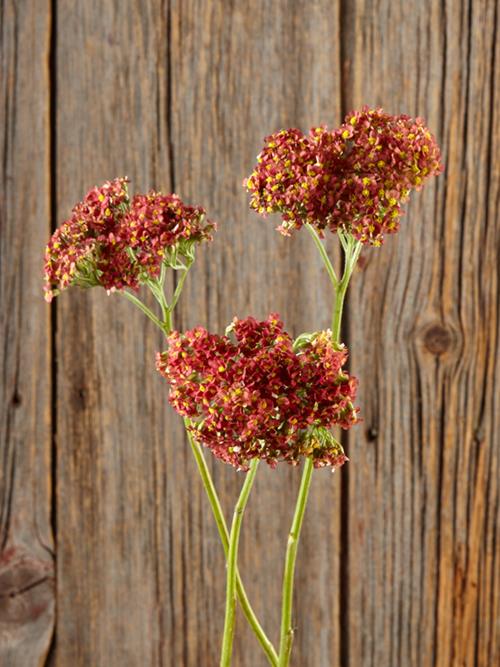 YARROW